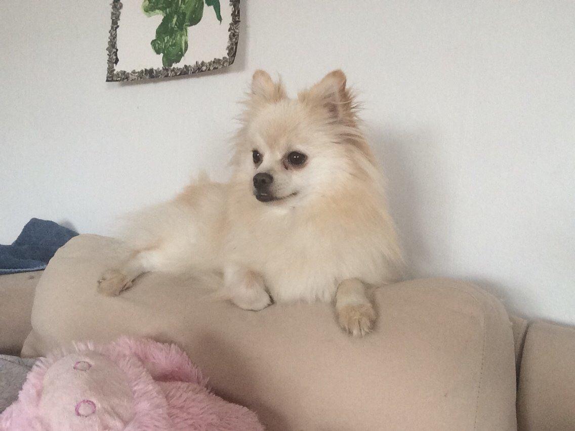 Pomeranian Cocio billede 33