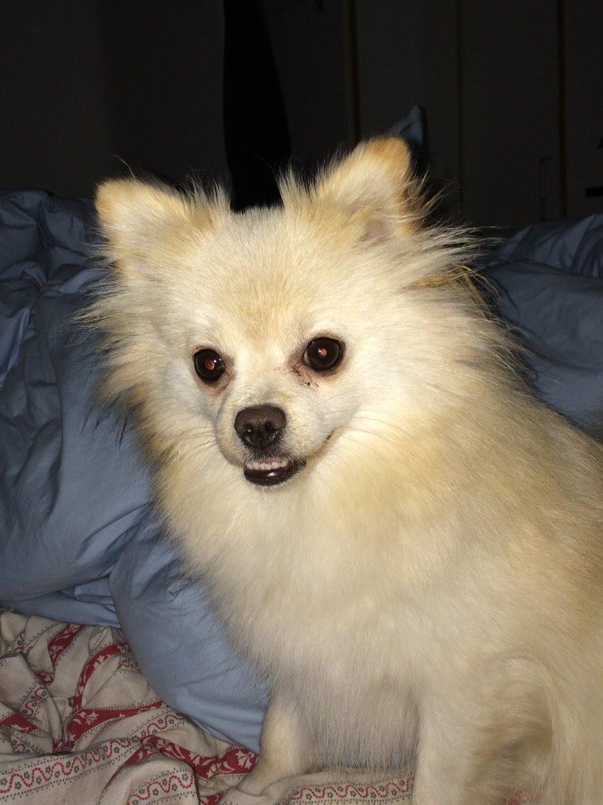 Pomeranian Cocio billede 32