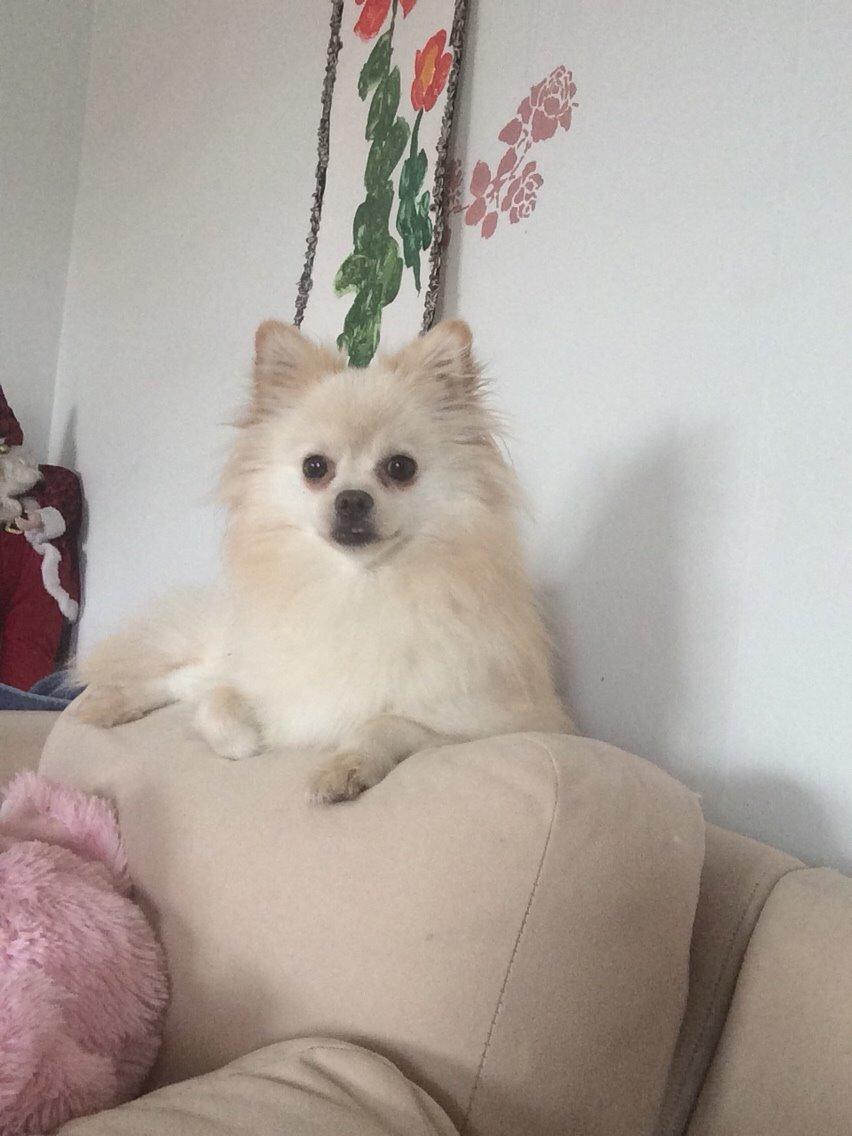 Pomeranian Cocio billede 34