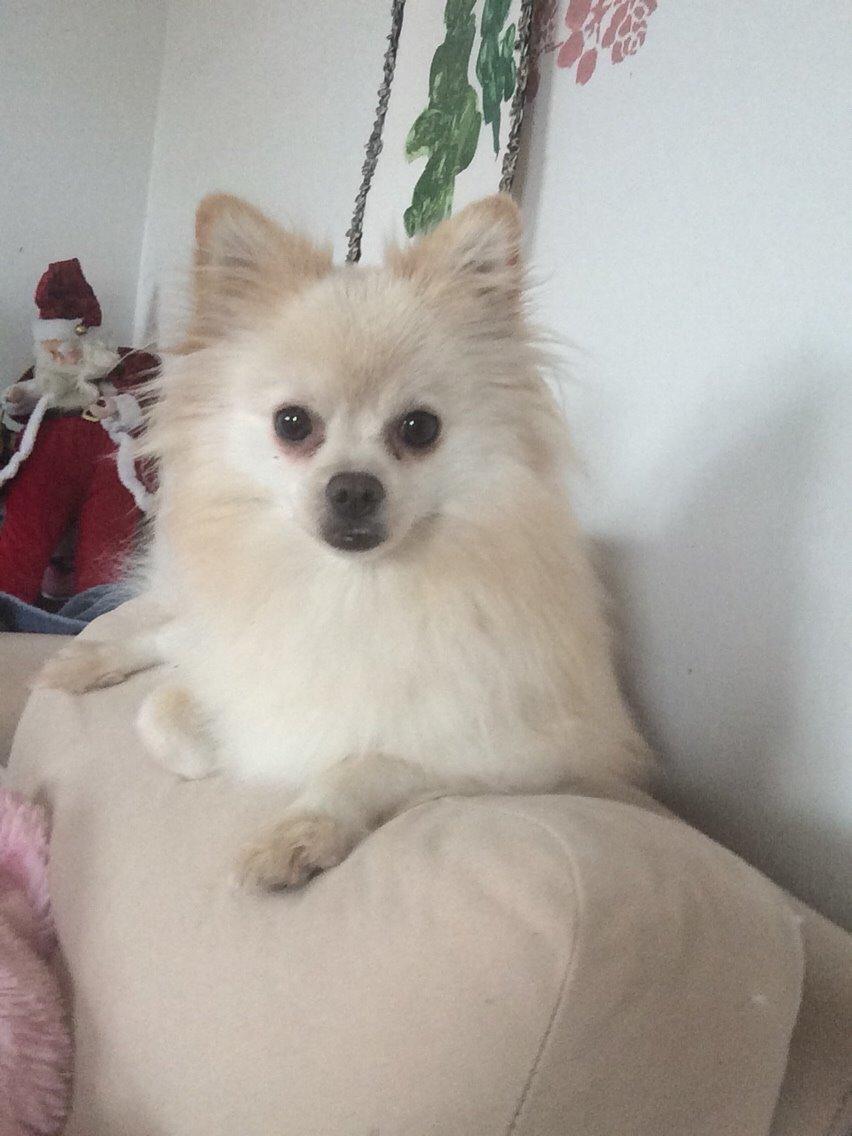 Pomeranian Cocio billede 35