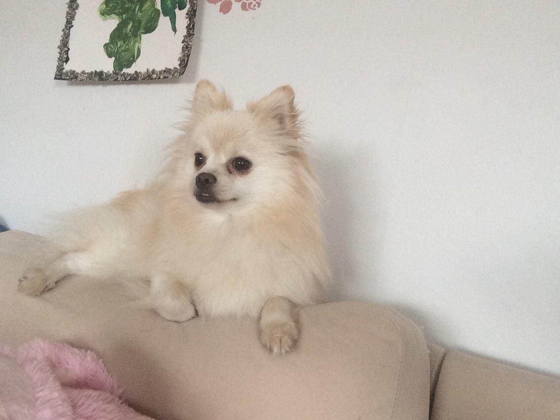 Pomeranian Cocio billede 36