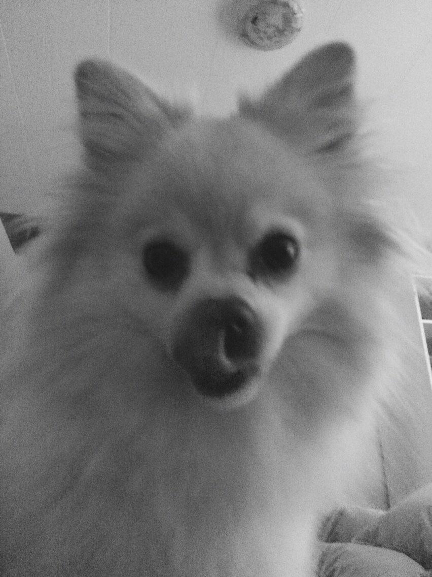 Pomeranian Cocio billede 37