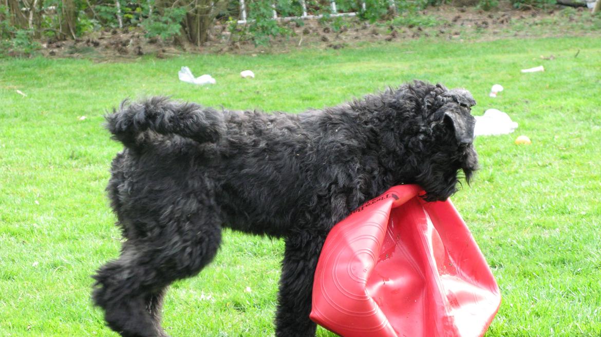 Bouvier des flandres "Pippii" /Visionary Vinna af Fiffi billede 2