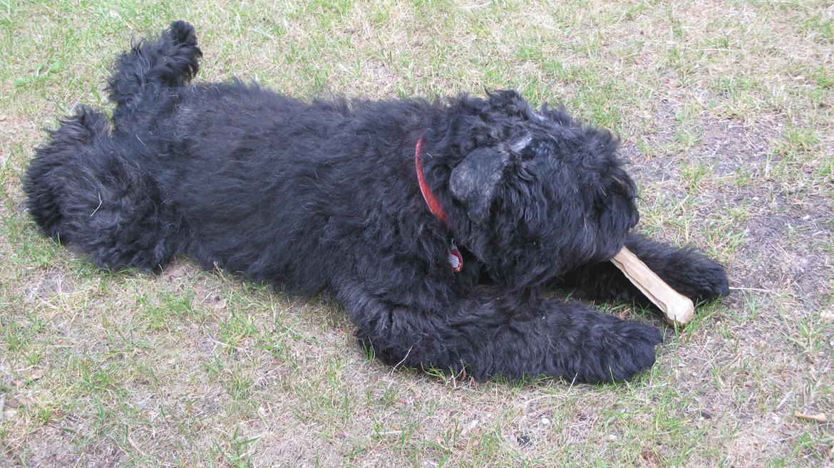 Bouvier des flandres "Pippii" /Visionary Vinna af Fiffi billede 3