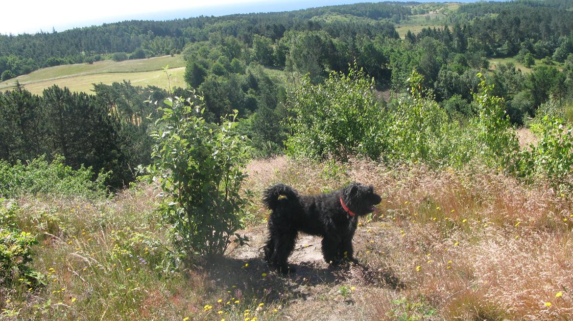 Bouvier des flandres "Pippii" /Visionary Vinna af Fiffi billede 5