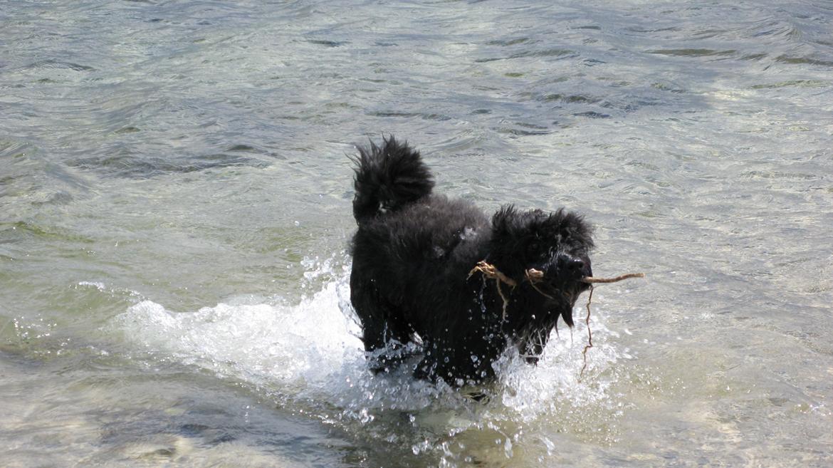 Bouvier des flandres "Pippii" /Visionary Vinna af Fiffi billede 6