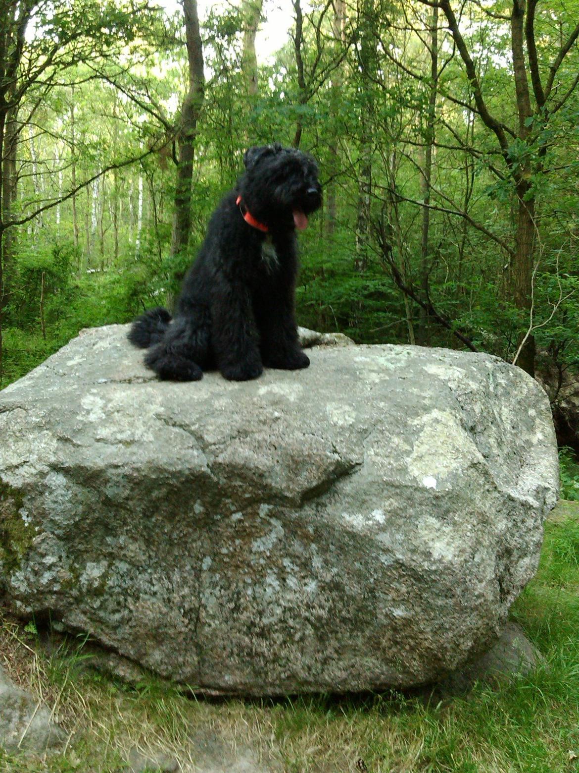 Bouvier des flandres "Pippii" /Visionary Vinna af Fiffi billede 7