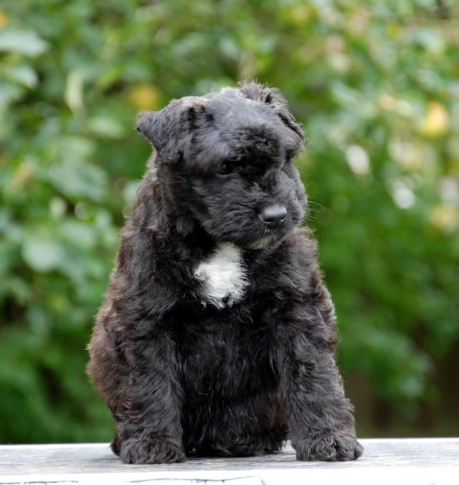 Bouvier des flandres "Pippii" /Visionary Vinna af Fiffi billede 8
