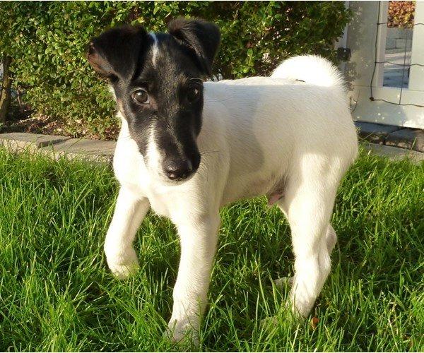 Glathåret foxterrier Charlie billede 14