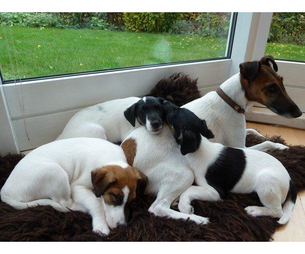 Glathåret foxterrier Charlie billede 15