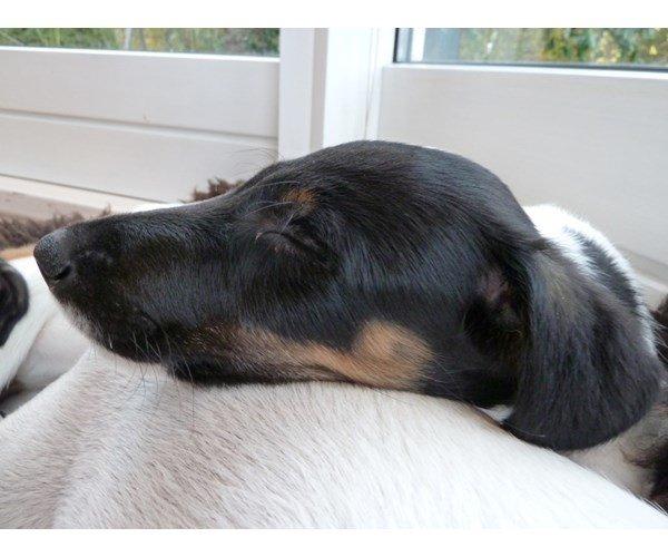 Glathåret foxterrier Charlie billede 17