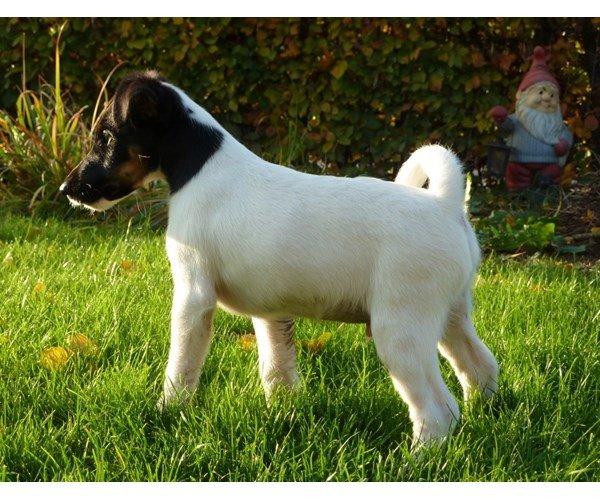 Glathåret foxterrier Charlie billede 19