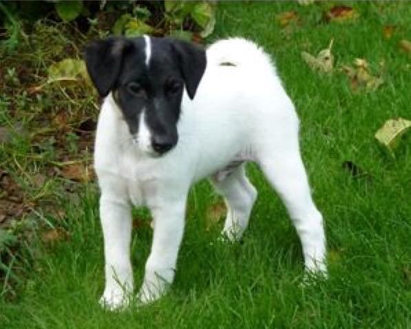 Glathåret foxterrier Charlie billede 21