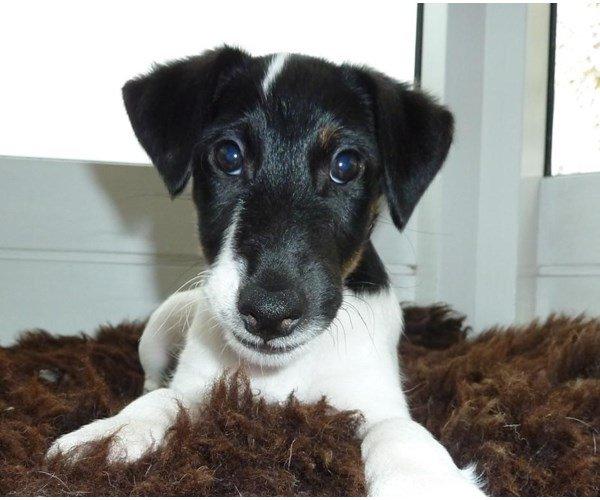 Glathåret foxterrier Charlie billede 10