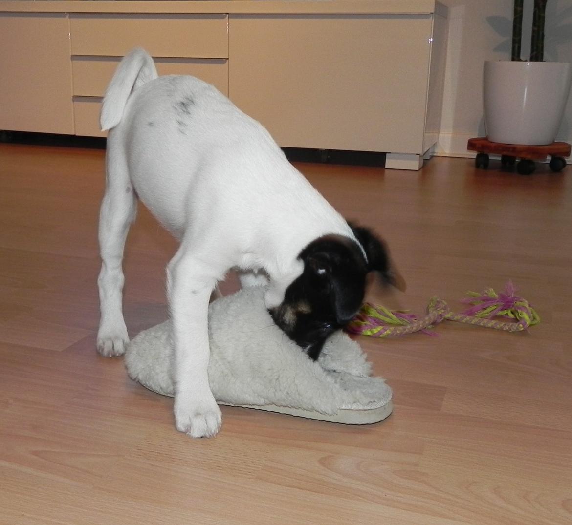 Glathåret foxterrier Charlie billede 23