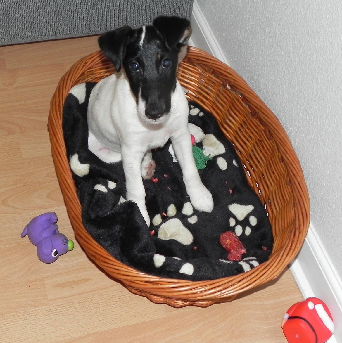 Glathåret foxterrier Charlie billede 13