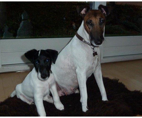 Glathåret foxterrier Charlie billede 20