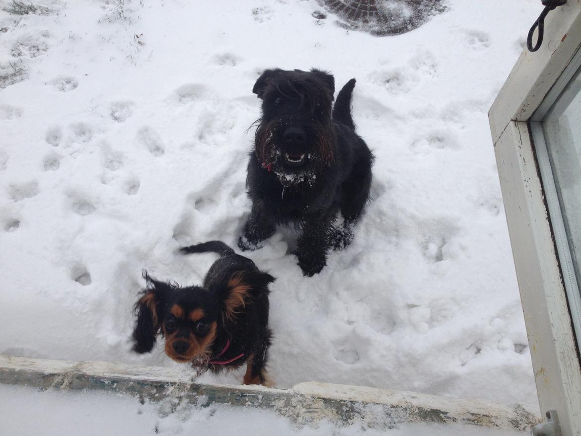 Mellemschnauzer Bella (Galaxia) billede 14