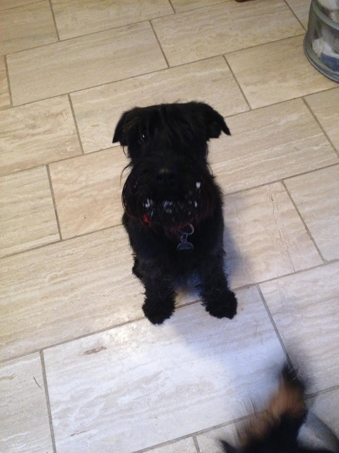 Mellemschnauzer Bella (Galaxia) billede 15