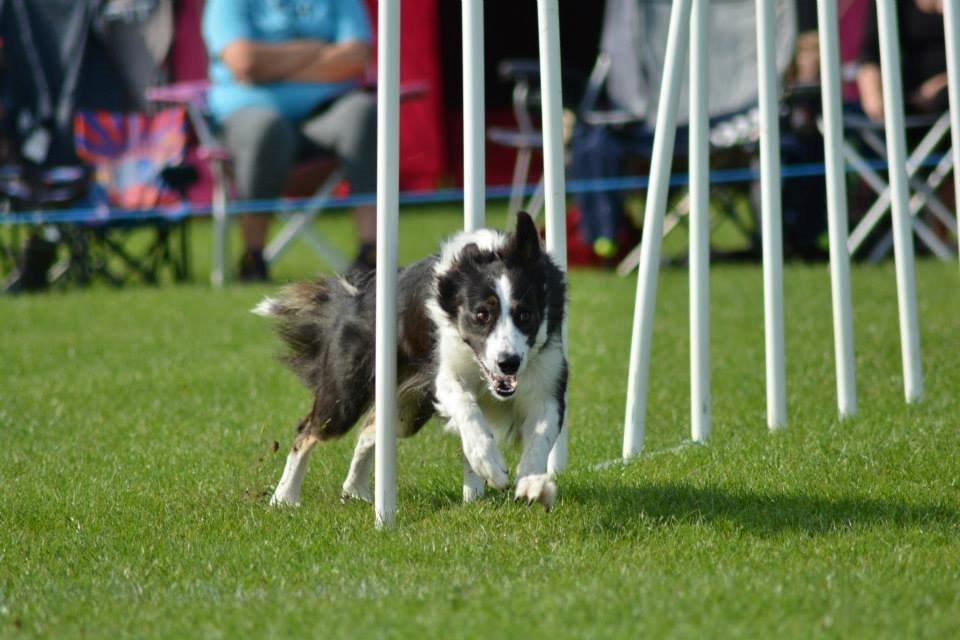 Border collie Laika - DM 2014!  billede 3