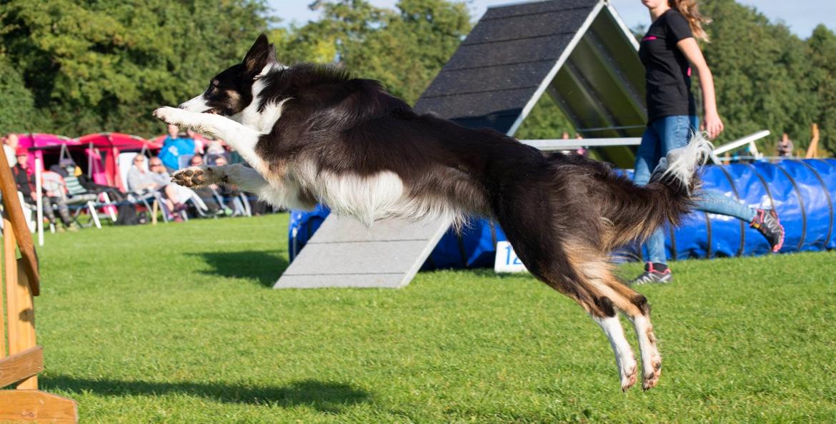 Border collie Laika billede 12