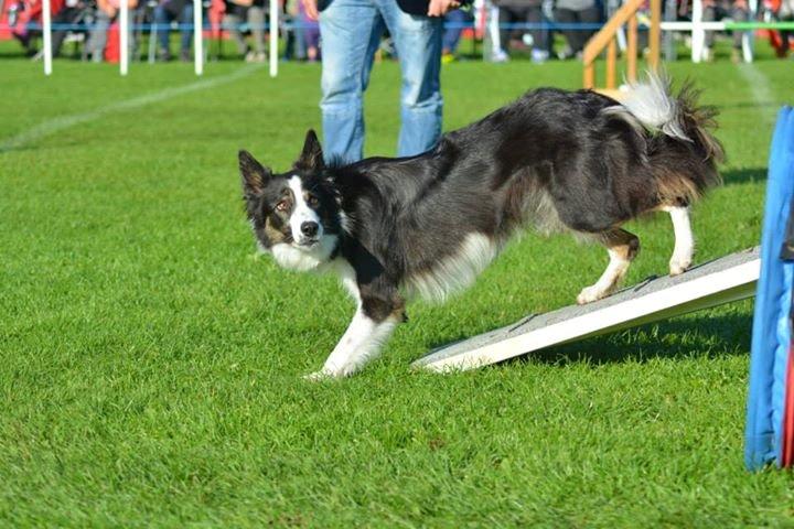 Border collie Laika - Touch! ;-) billede 5