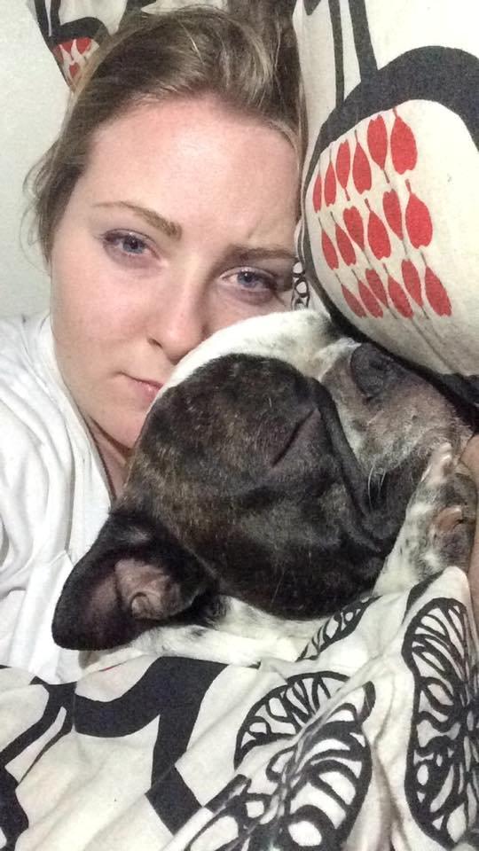 Fransk bulldog Hannibal billede 26