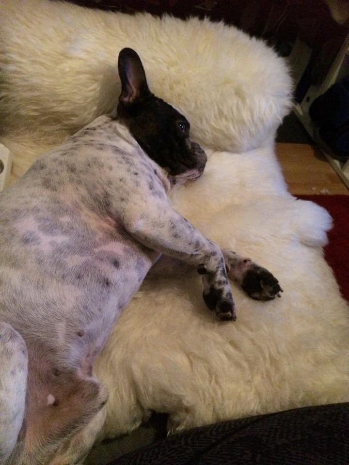 Fransk bulldog Hannibal billede 27