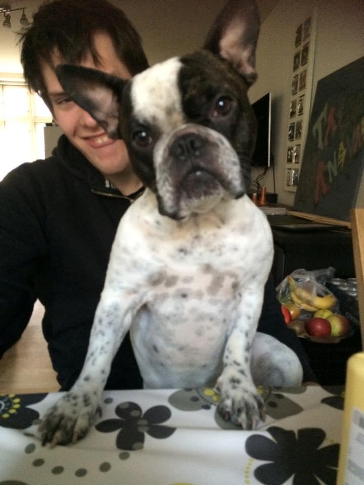 Fransk bulldog Hannibal billede 3