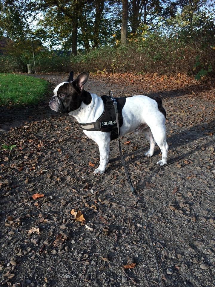 Fransk bulldog Hannibal billede 28