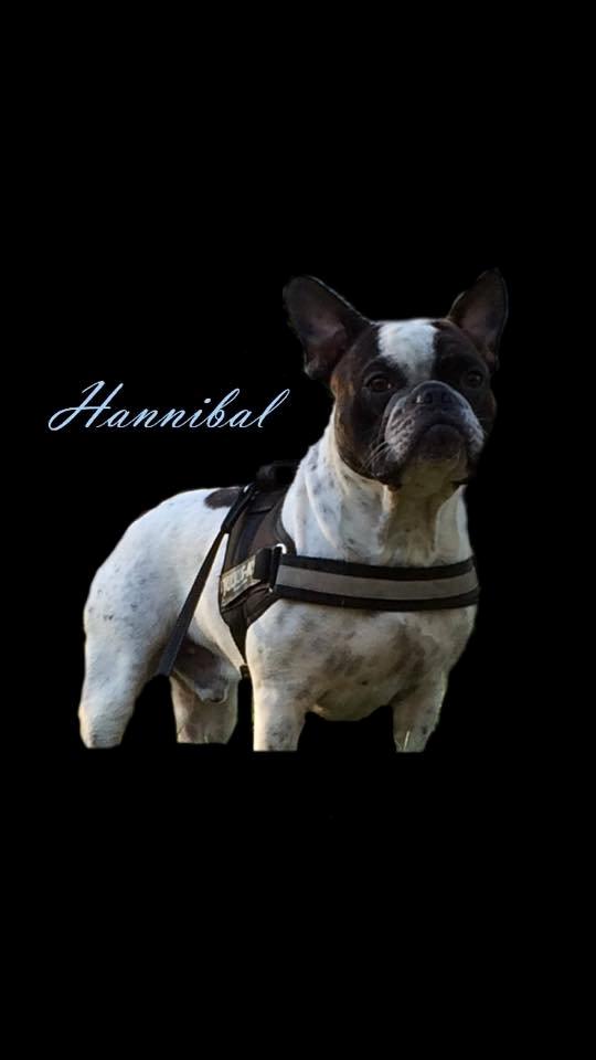 Fransk bulldog Hannibal billede 1