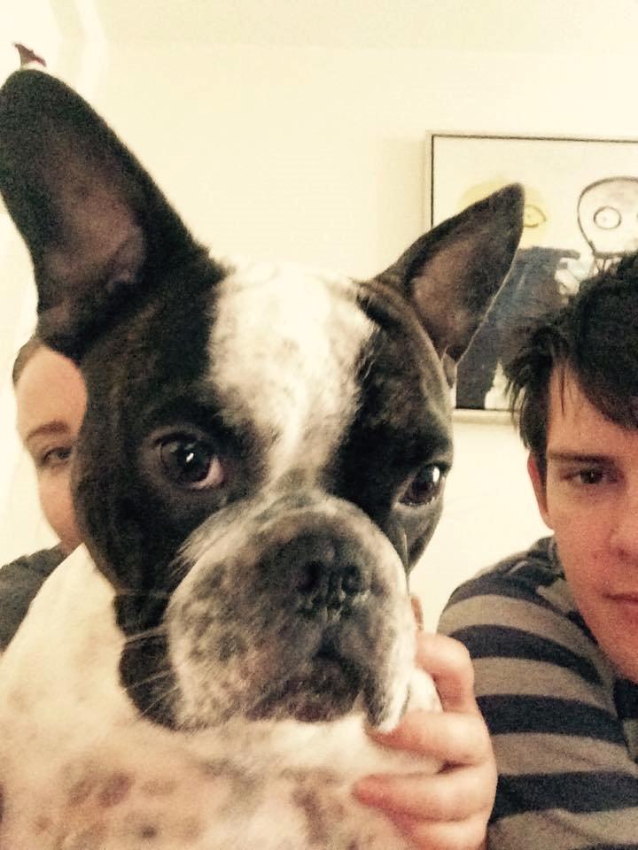 Fransk bulldog Hannibal billede 29