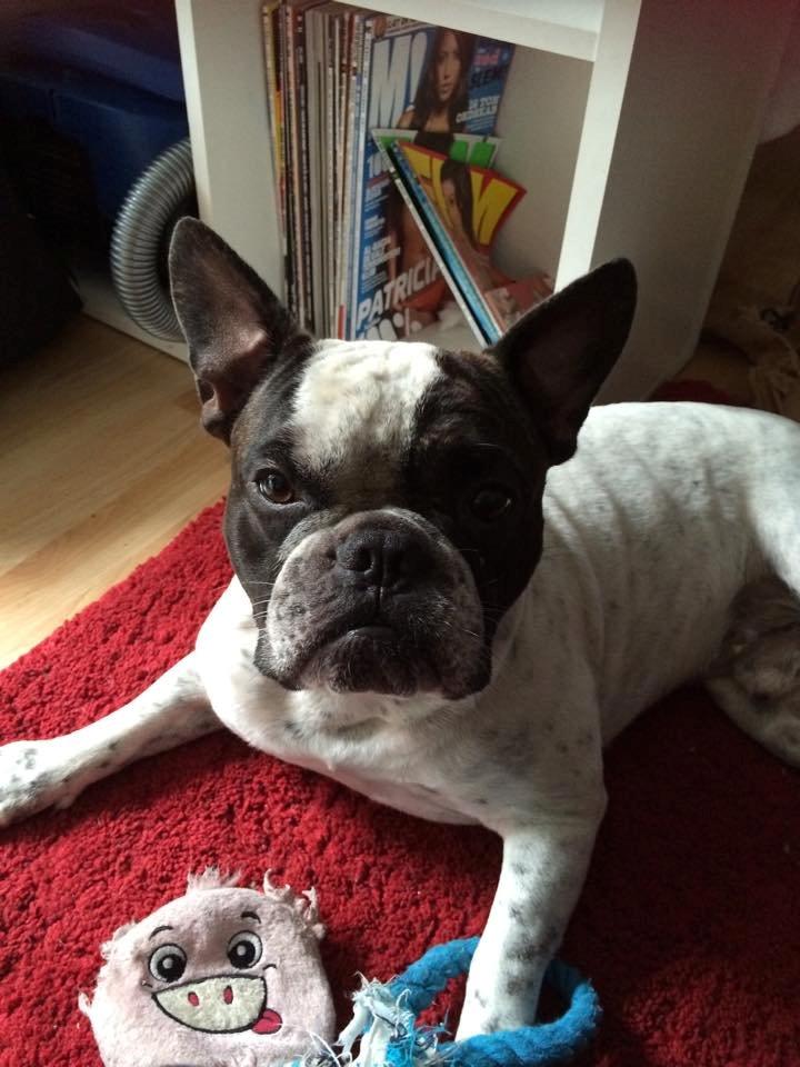 Fransk bulldog Hannibal billede 32