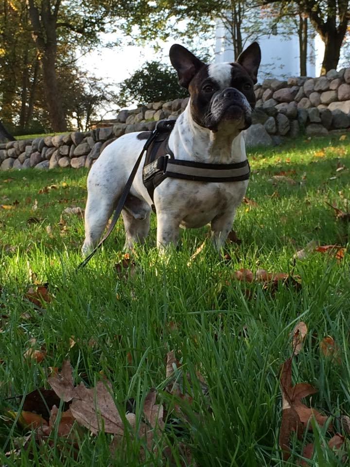 Fransk bulldog Hannibal billede 33