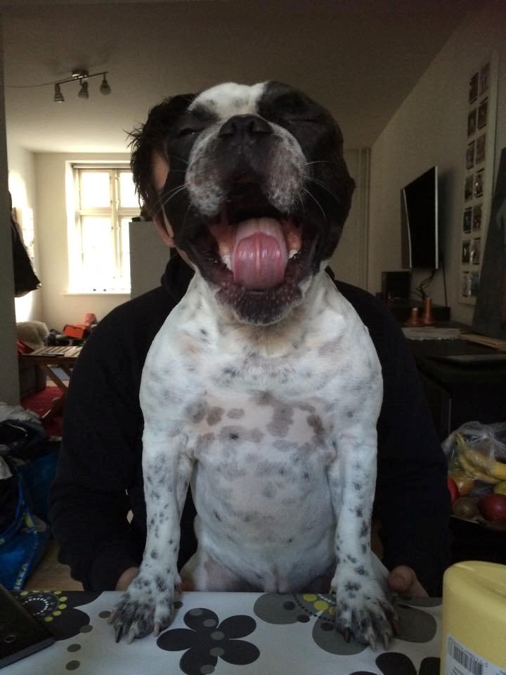 Fransk bulldog Hannibal billede 34