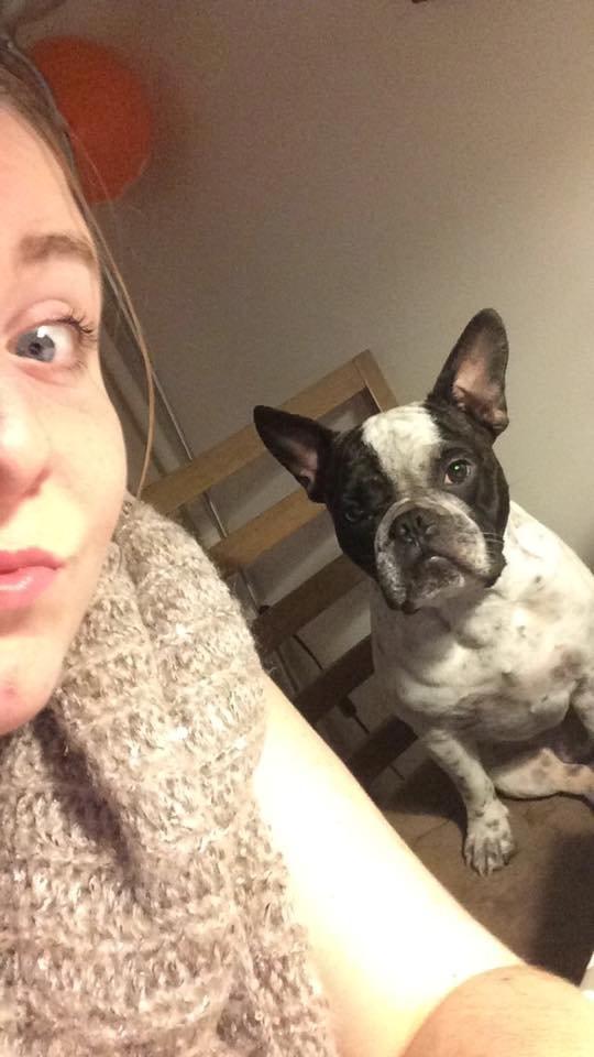 Fransk bulldog Hannibal billede 30