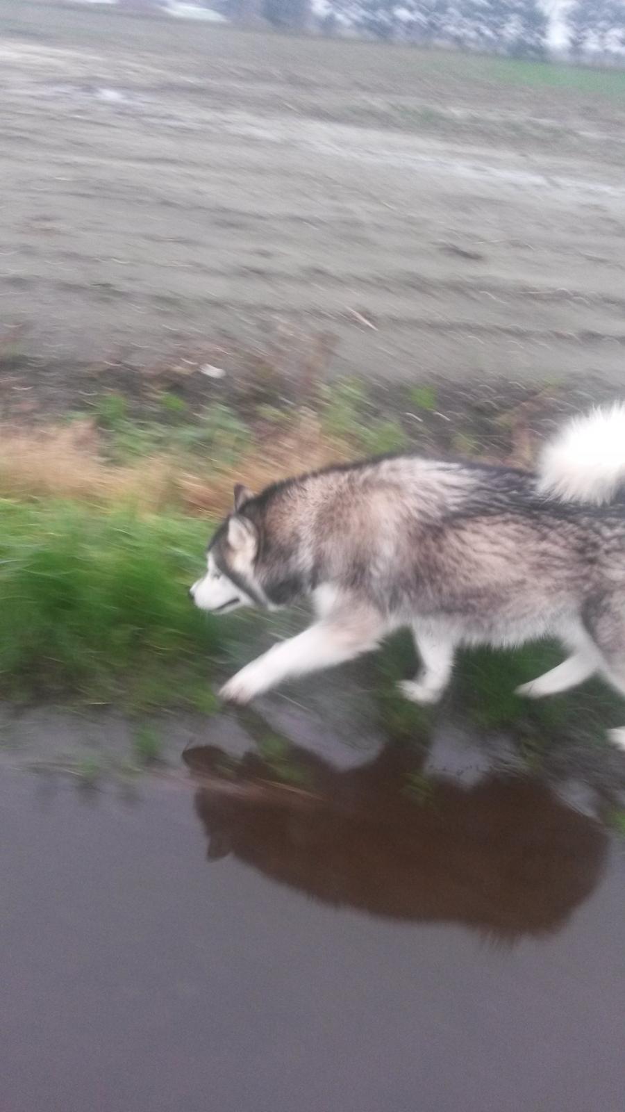 Alaskan malamute molli billede 12