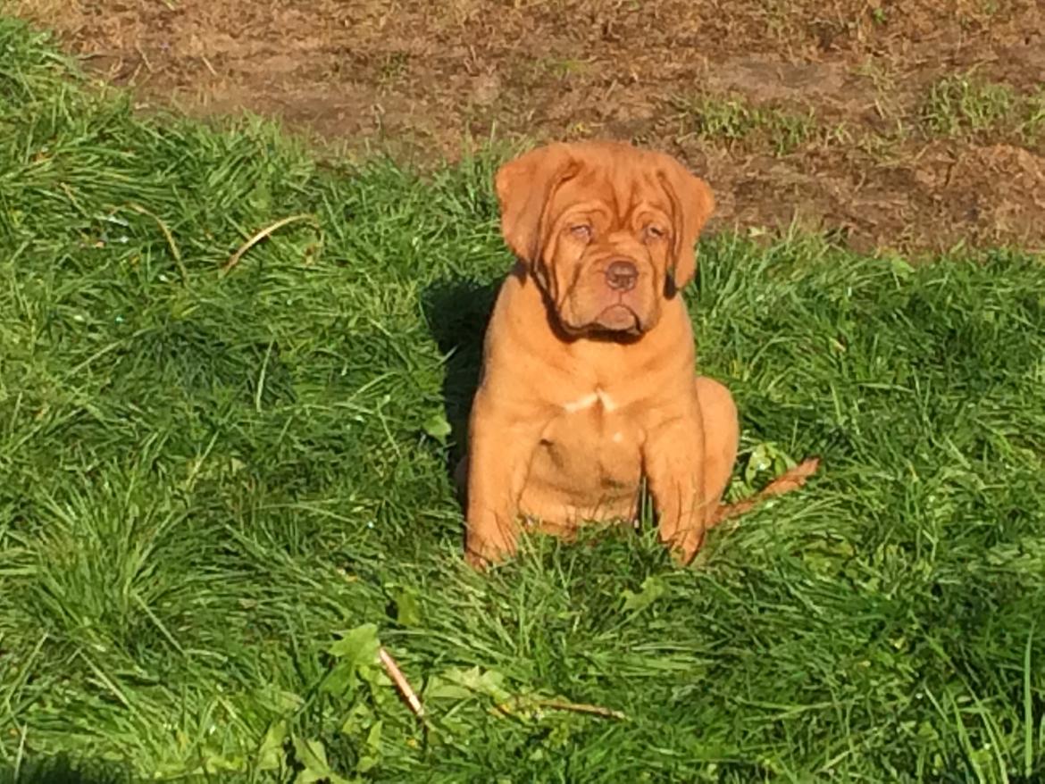 Dogue de bordeaux Luba - Smukke Luba i solen sep 14 billede 27
