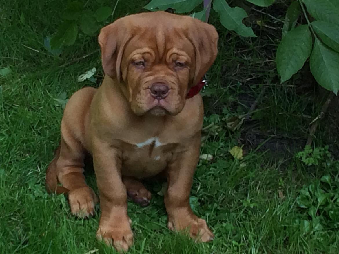 Dogue de bordeaux Luba - Luba ser vores heste for første gang, Sep 2014 billede 28