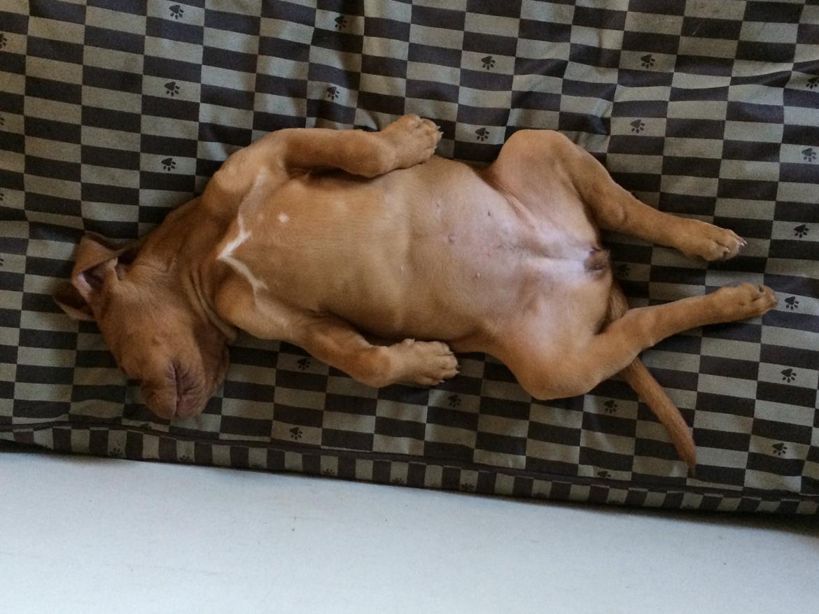 Dogue de bordeaux Luba - Nat nat , sep 2014 billede 29