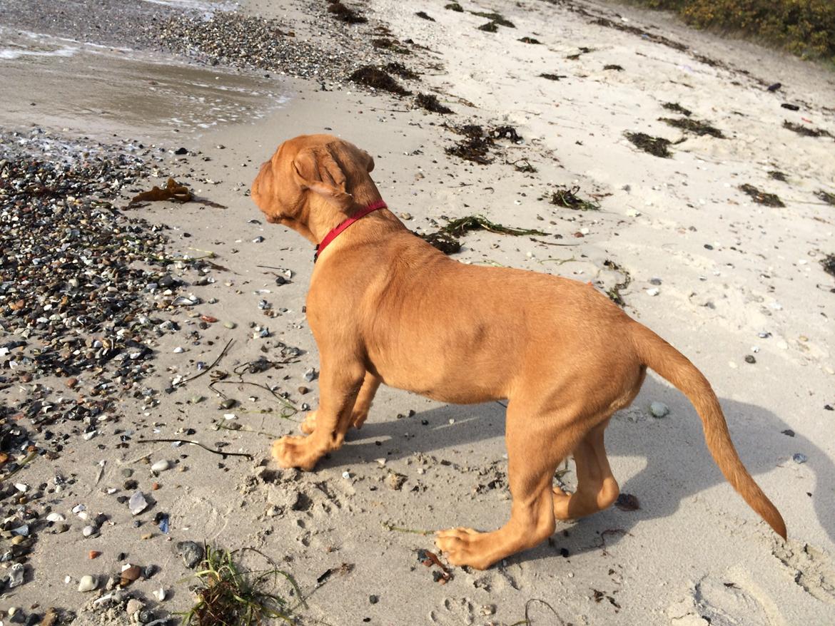 Dogue de bordeaux Luba - Hold da op hvor er der meget vand, sep 2014 billede 30