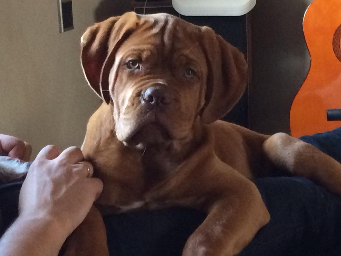 Dogue de bordeaux Luba - Smukke Luba, Okt 2014 billede 31