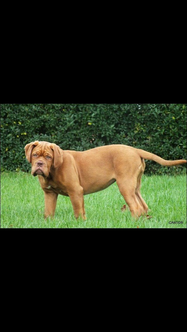 Dogue de bordeaux Luba - Luba sep 2014 billede 32