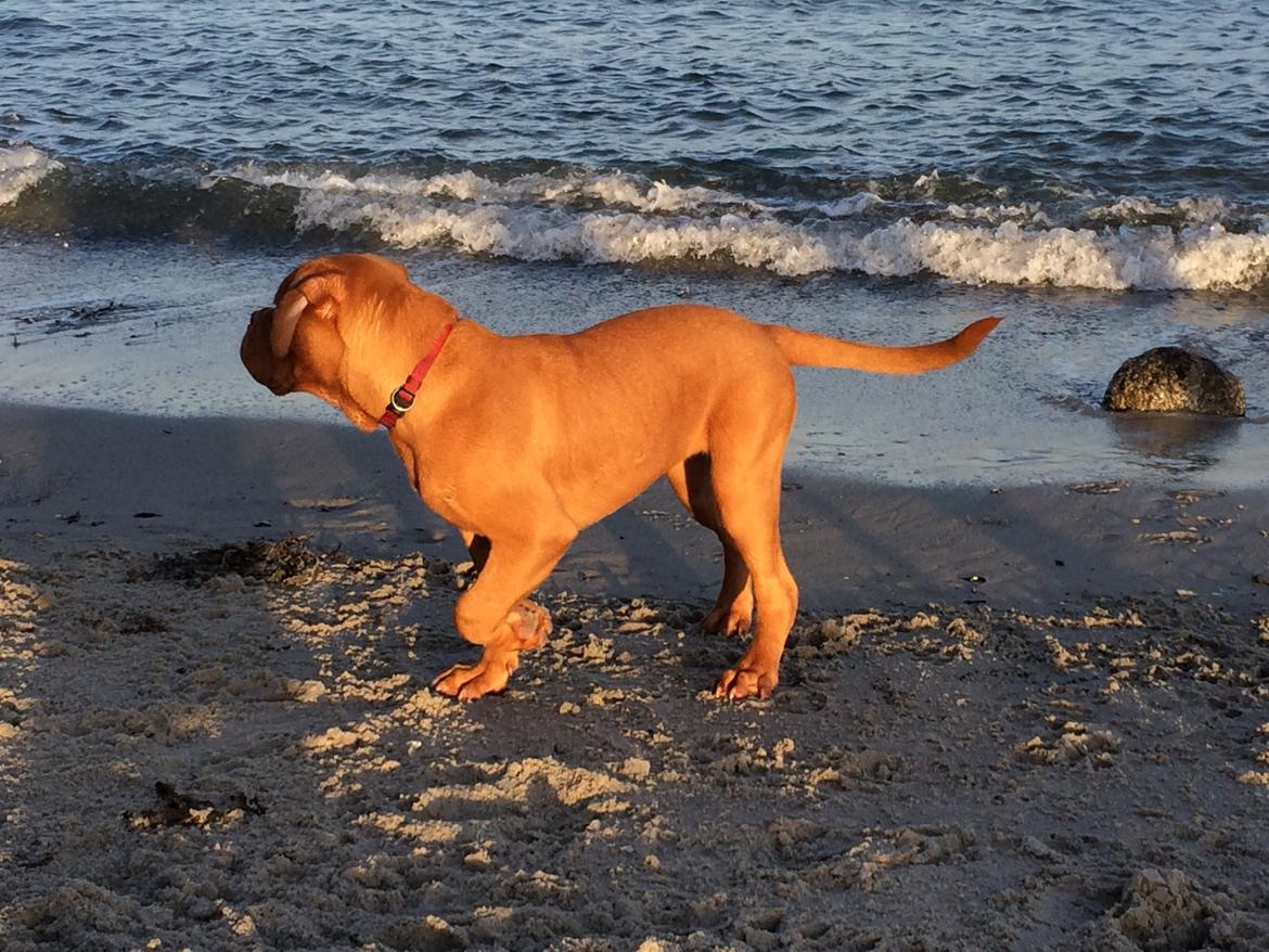 Dogue de bordeaux Luba - Okt 2014 billede 33