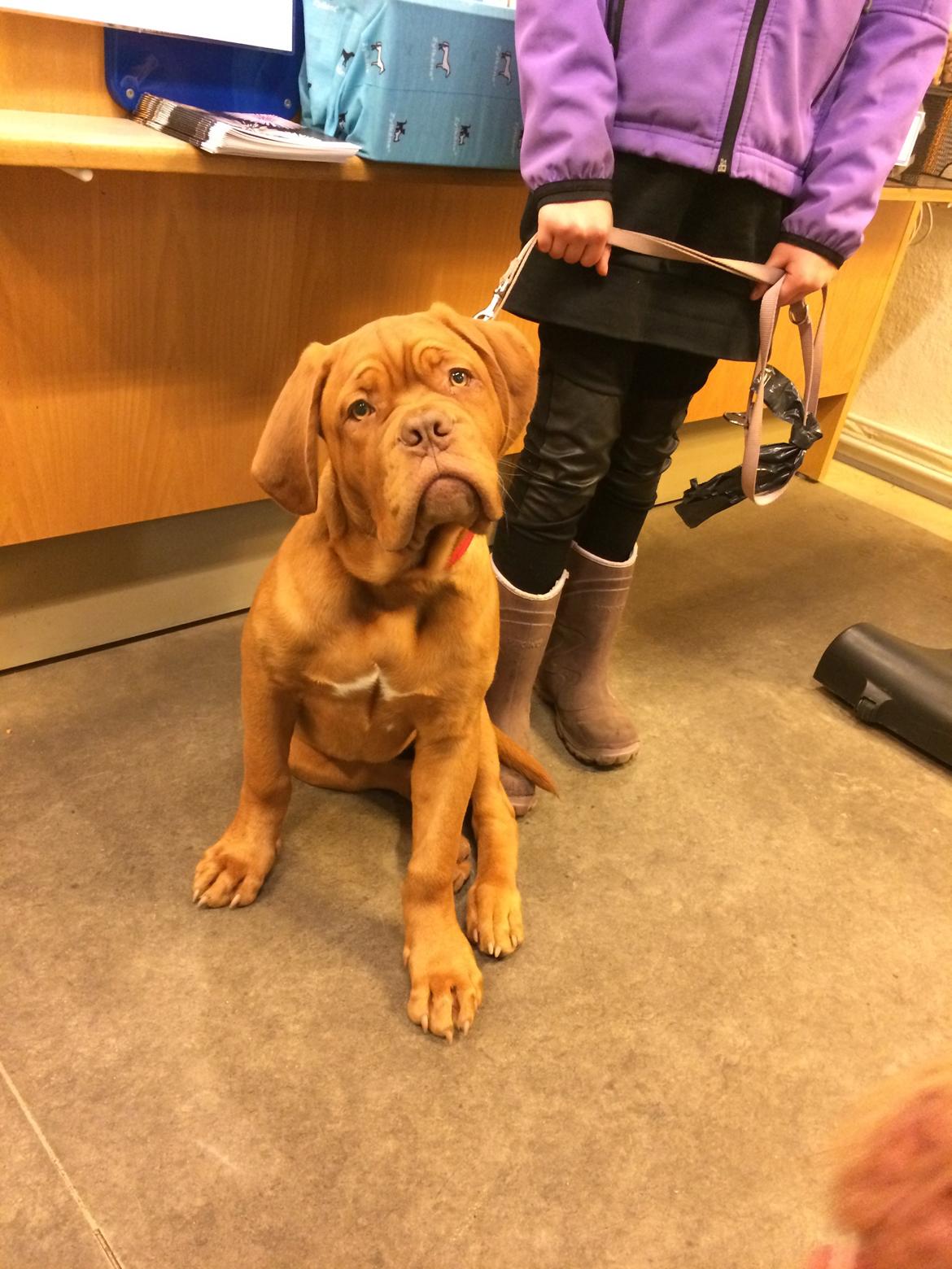 Dogue de bordeaux Luba - Luba hos dyrlægen :) 30/10- 2014 billede 34