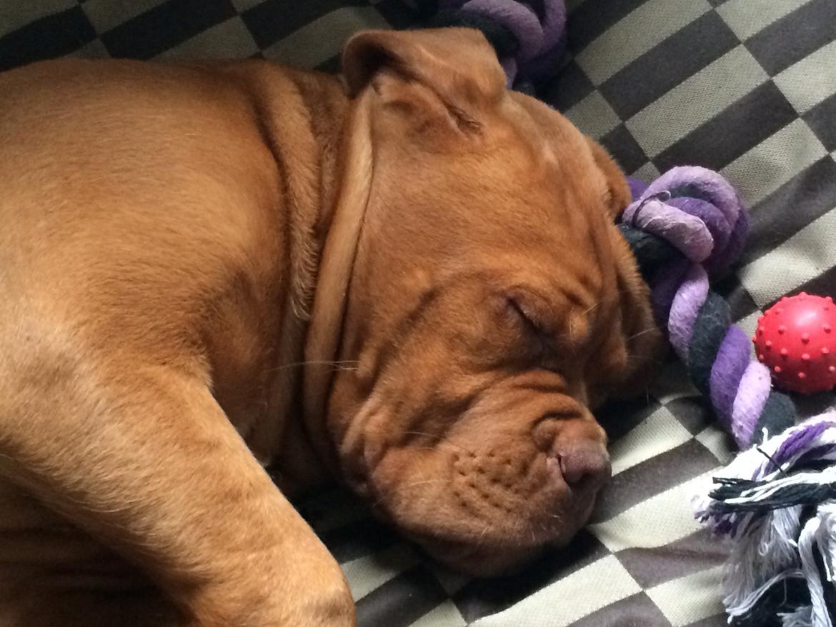 Dogue de bordeaux Luba - Nårh lille Luba <3 billede 35