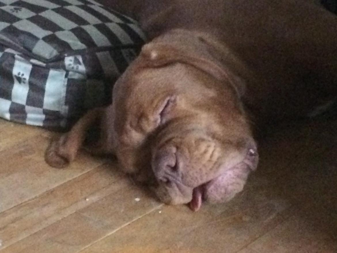 Dogue de bordeaux Luba - :D  Dybt godnat, okt 2014 billede 36