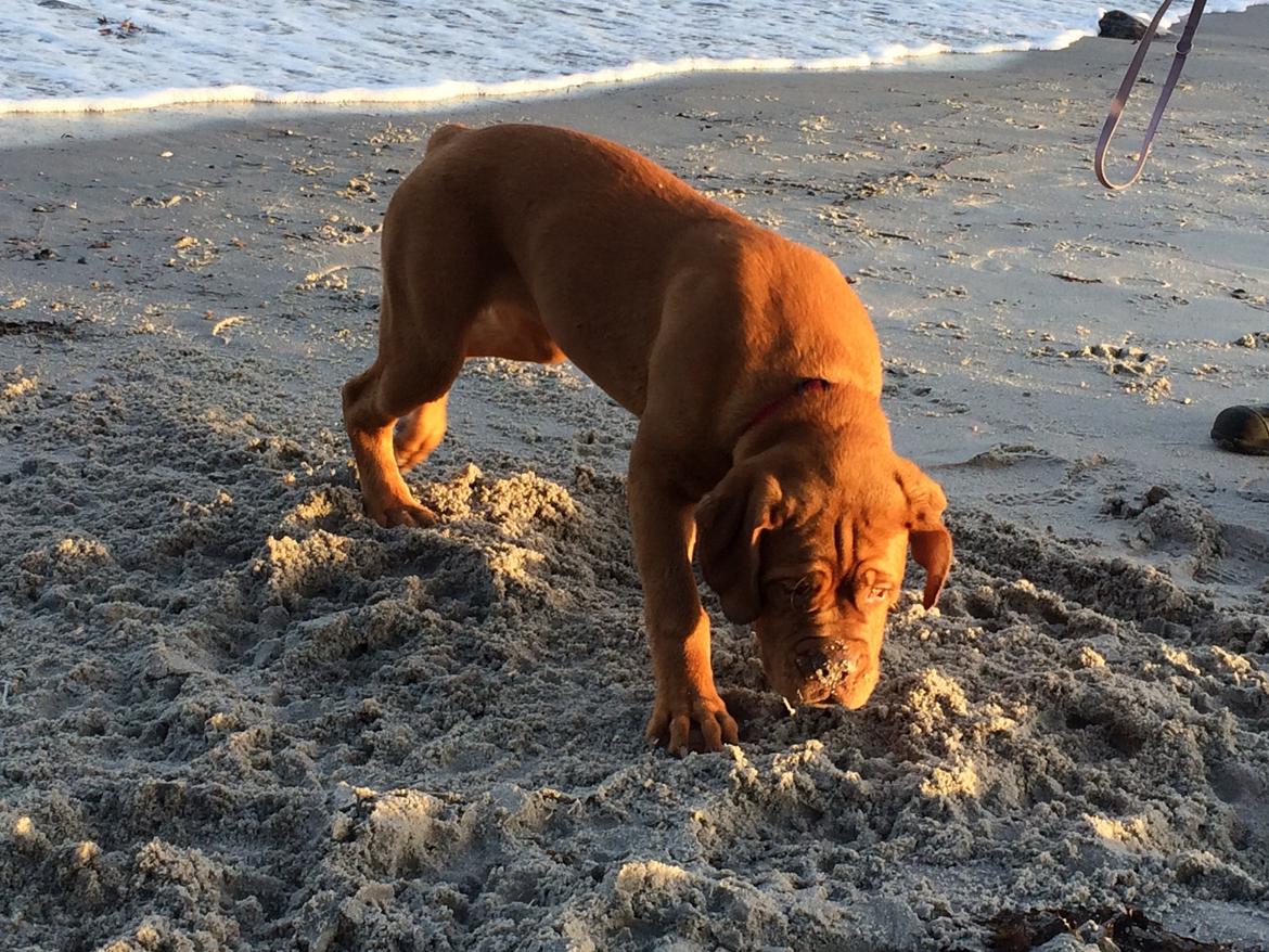 Dogue de bordeaux Luba - Luba elsker at grave på stranden :)  Okt 2014 billede 37