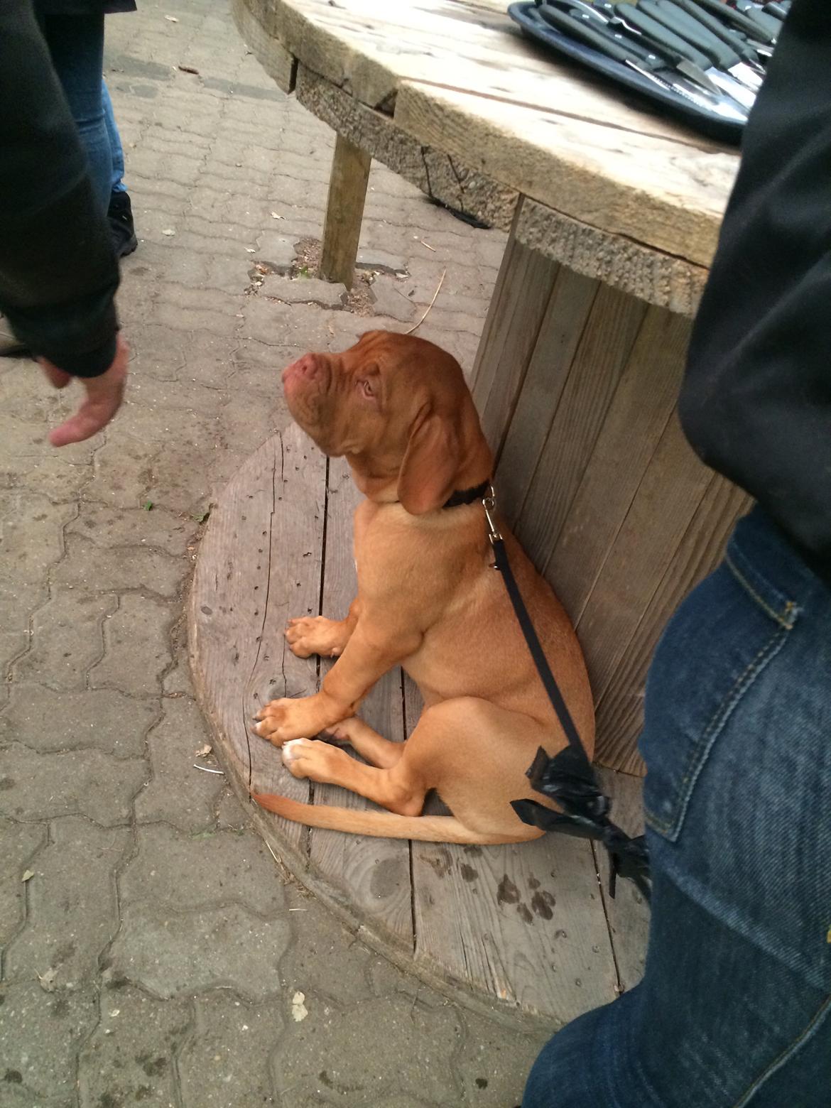 Dogue de bordeaux Karla - Hi hi her sidder jeg godt, 30/8-2014 billede 26