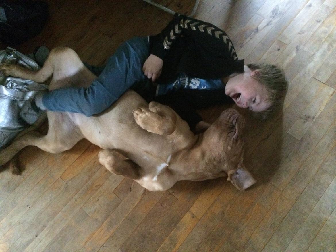 Dogue de bordeaux Karla - Christian og Karla elsker hinanden <3 sep 2014 billede 27